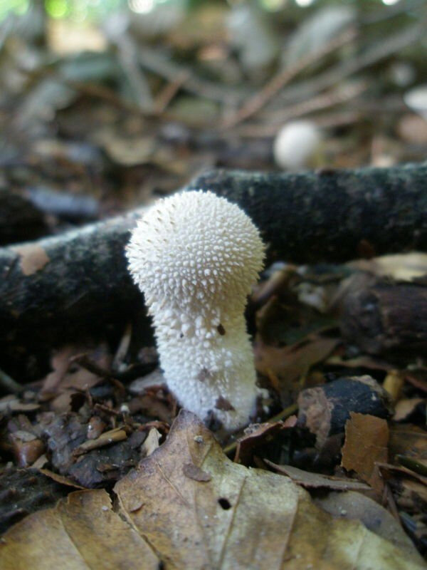 Lycoperdon 2