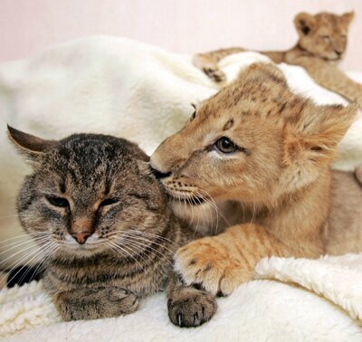 super-un-lionceau-et-un-chat-domestique