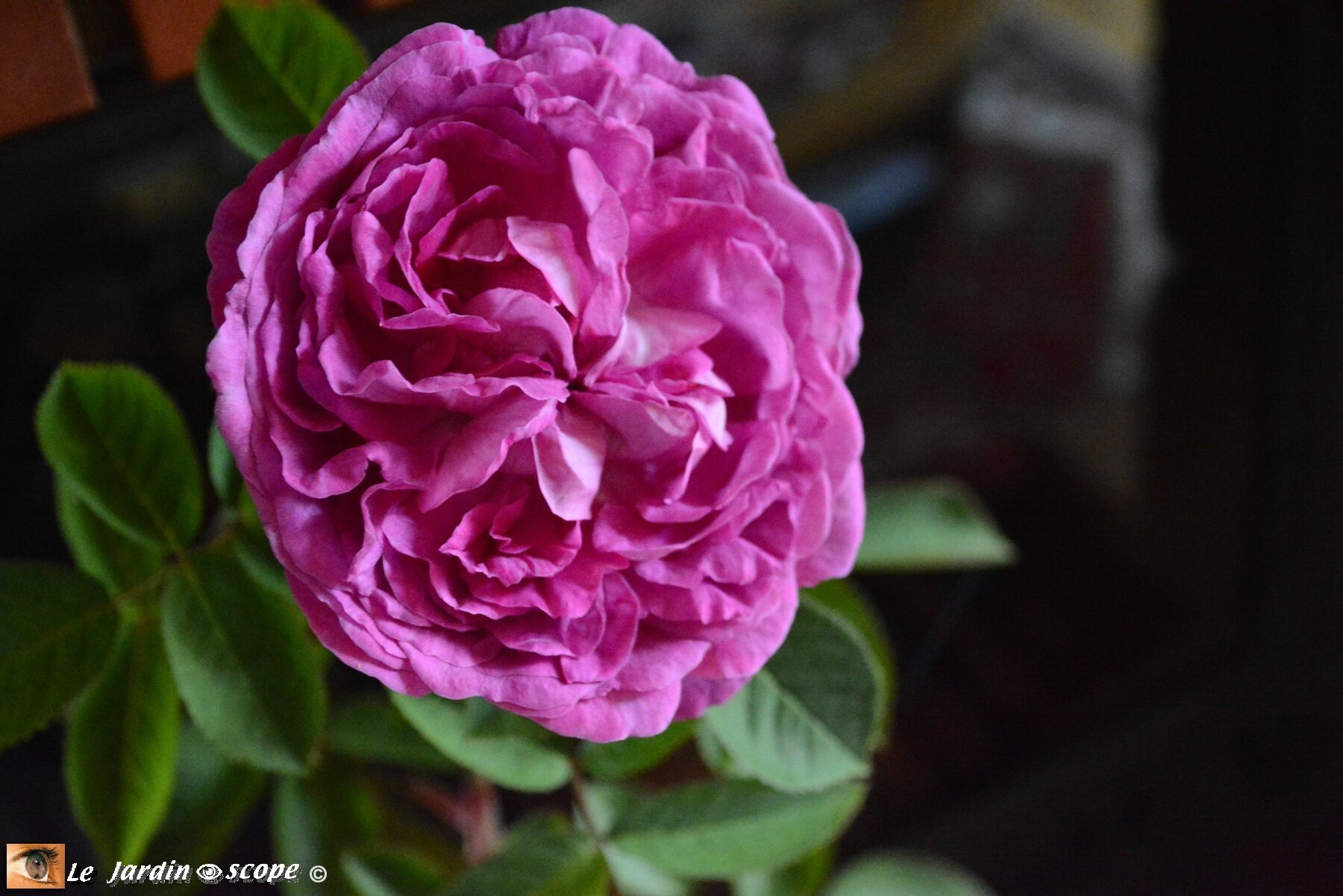 Rosier Reine des Violettes