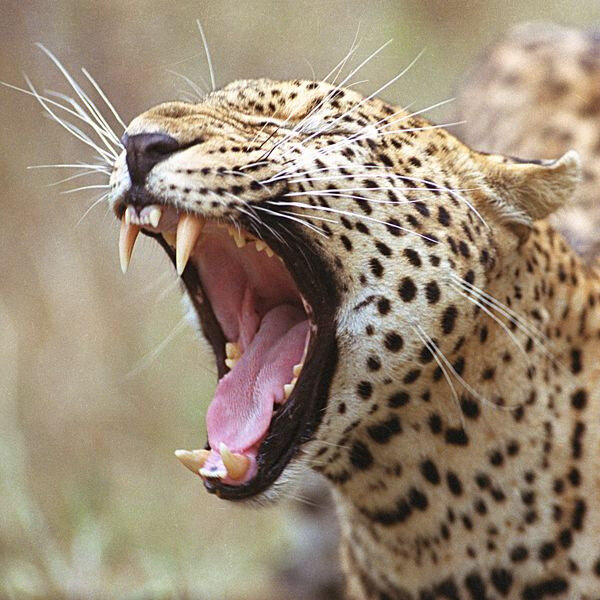 la-gueule-du-leopard-08ee447b-ca97-4fbd-83ae-3fe0a9fd87d1