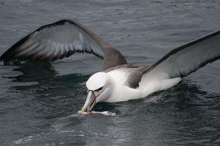 albatros2