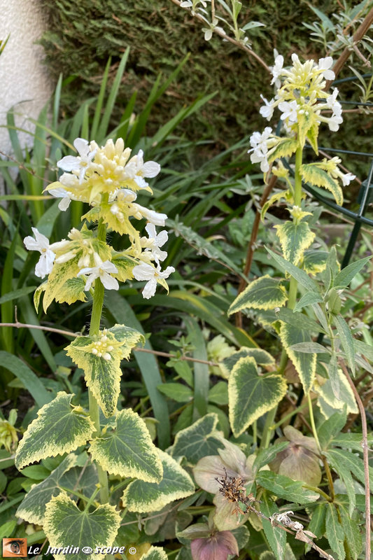 Lunaire fleurs blanches, feuilles panachées