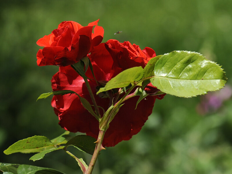 Rose rouge bouquet 2