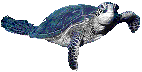 animaux_tortues_00010