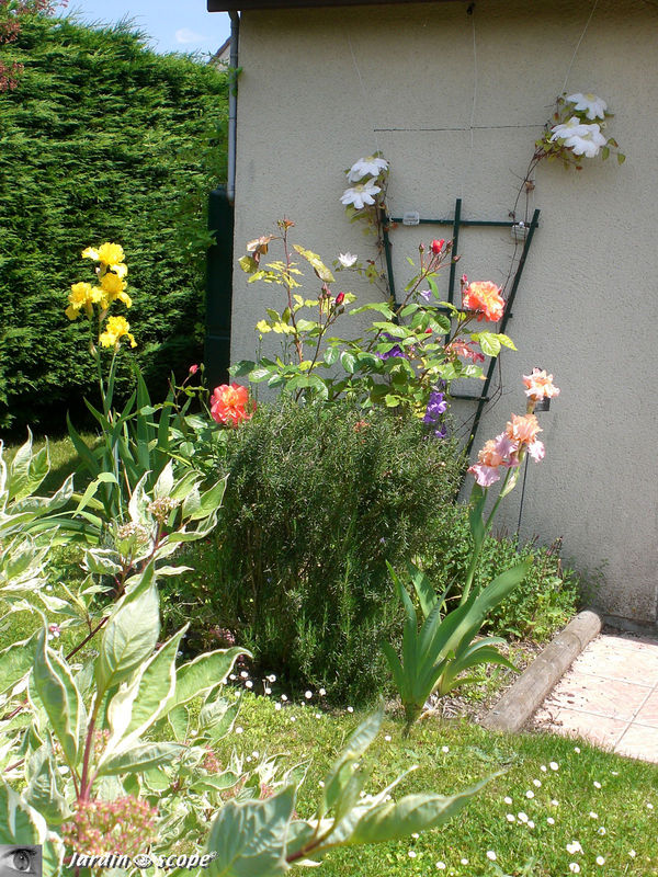 Massif 'Westerland' 2008