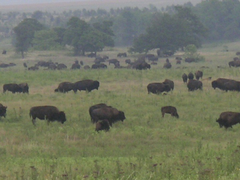 bison 19