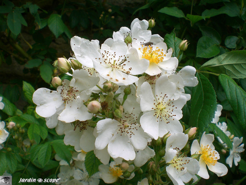 Un rosier qui grimpe aux arbres…!