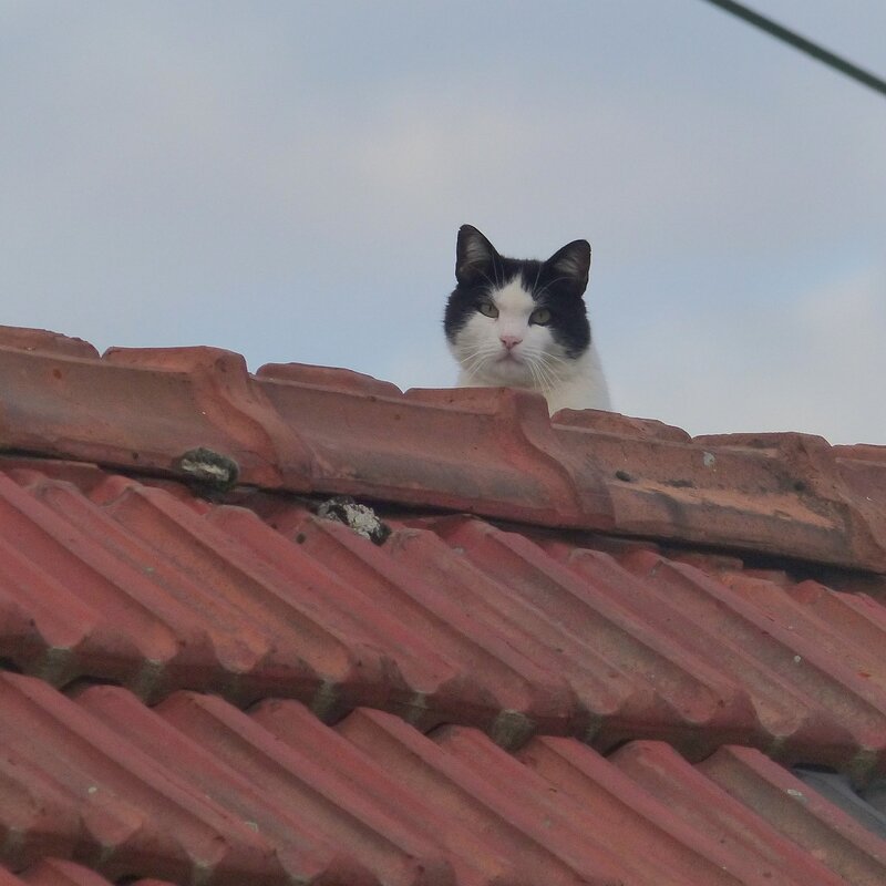 soir chat