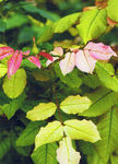 Chlorose_ferrique