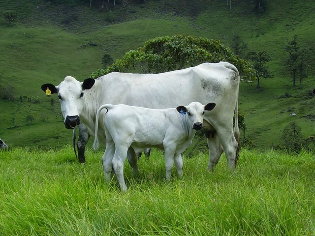 blanco orejinegro 20