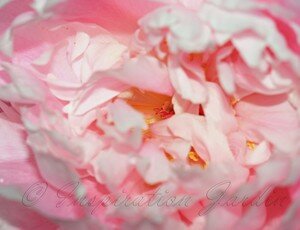 IMG_3003copie1