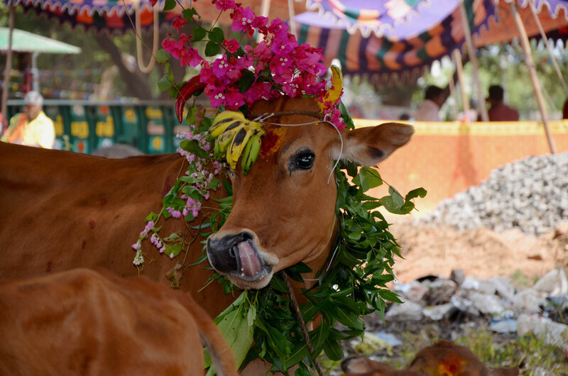 pongal (21)