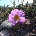 LES FLEURS LITTORALES ...
