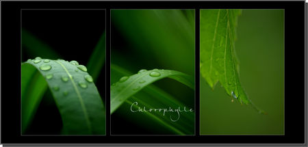 Cholorophylle