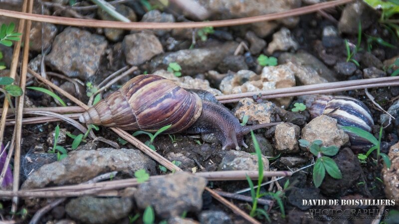 Escargots mauriciens