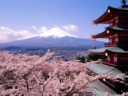 Cherry_Blossoms_And_Mount_Fuji_2C_Japan