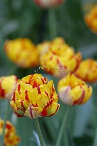 IMG_2519copie2