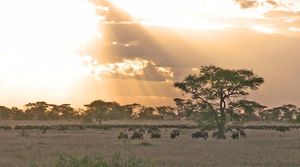 Parc de Serengeti, gnous