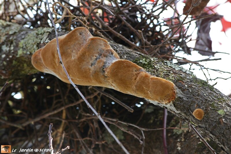 Phellin des arbres fruitiers • Phellinus tuberculosus