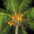 Origine du <b>cocotier</b> et utilisation des cocos - Recette : Tarte au coco meringuée