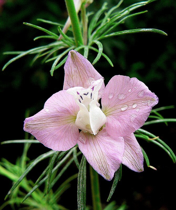 delphinium