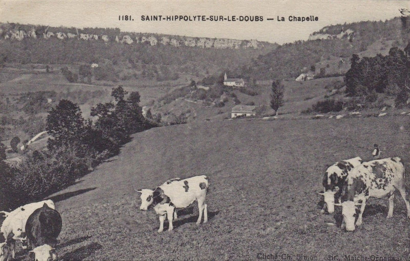 CPA Saint-Hippolyte Les vaches