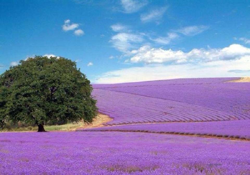 Lavandes sur le plateau de Valensole