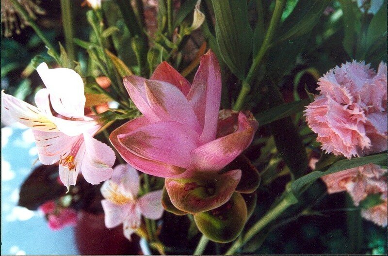 curcuma jb 06