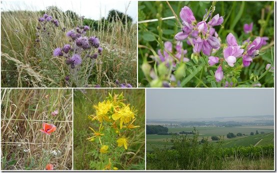vignes 29 juin 20232