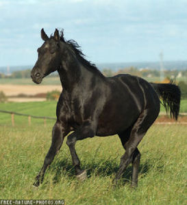 cheval_noire