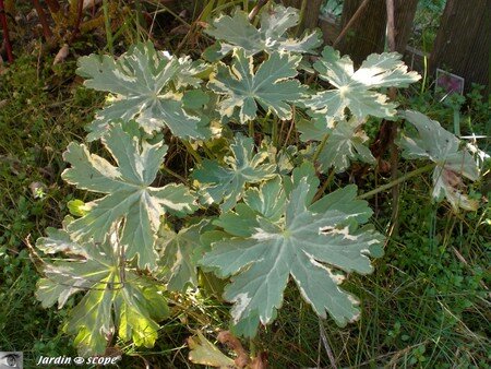 Geranium_macrorrhizum_varie