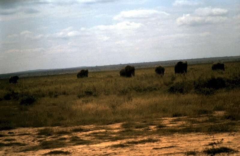 amboseli elephant gg