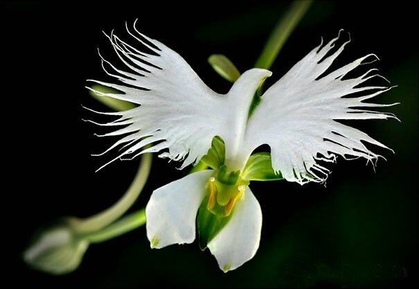 orchidees-pareidolia-fleurs-atypiques-30[1]