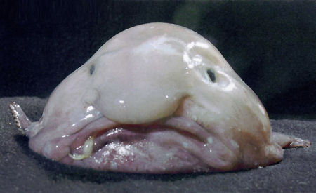 blobfish1