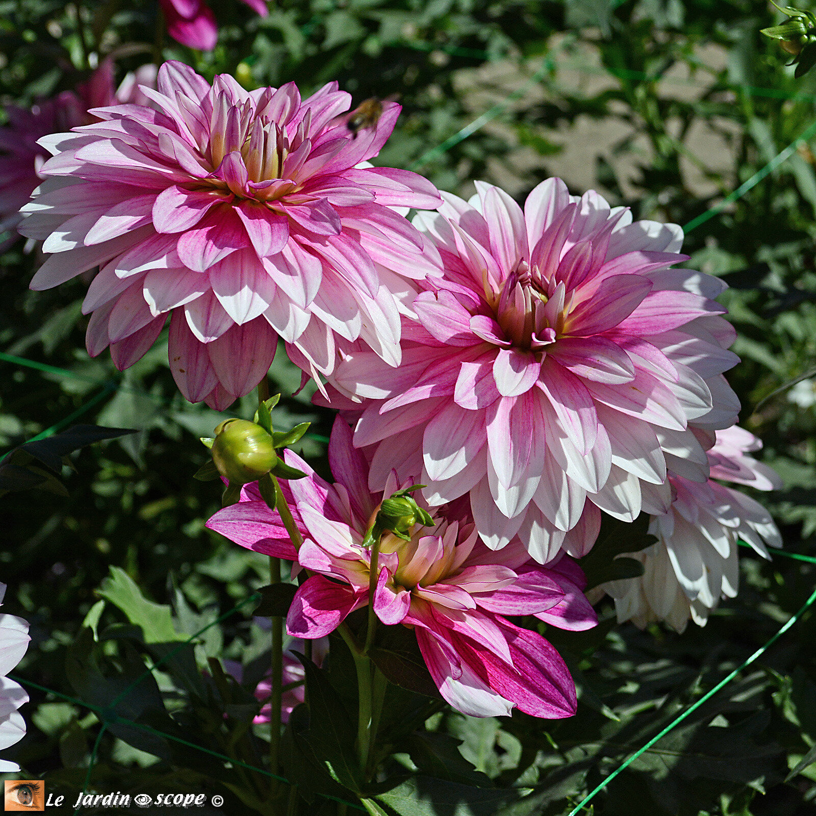 Dahlia Rocambole (1er-Prix-Dahlias-décoratifs concours Paris 2019)