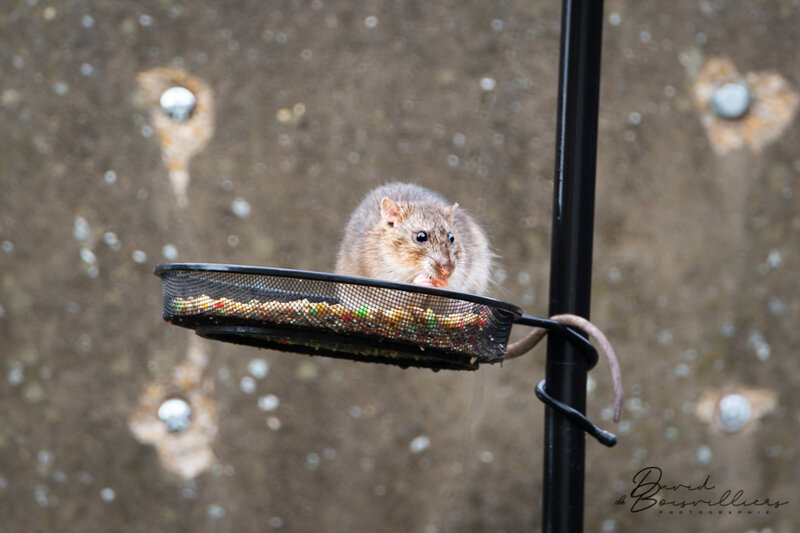 Rattatouille