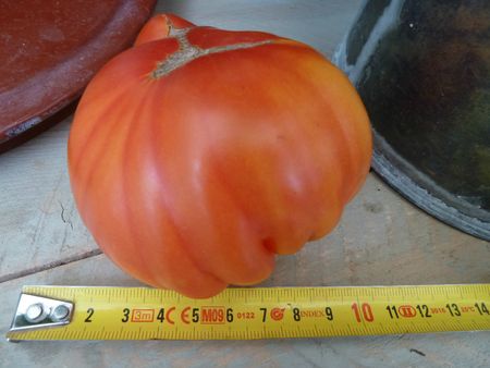17-tomate joyau d'oaxaca (1)