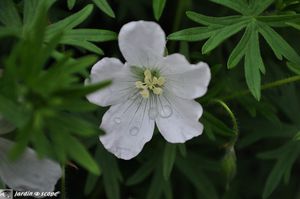Geranium-sanguineum-Album