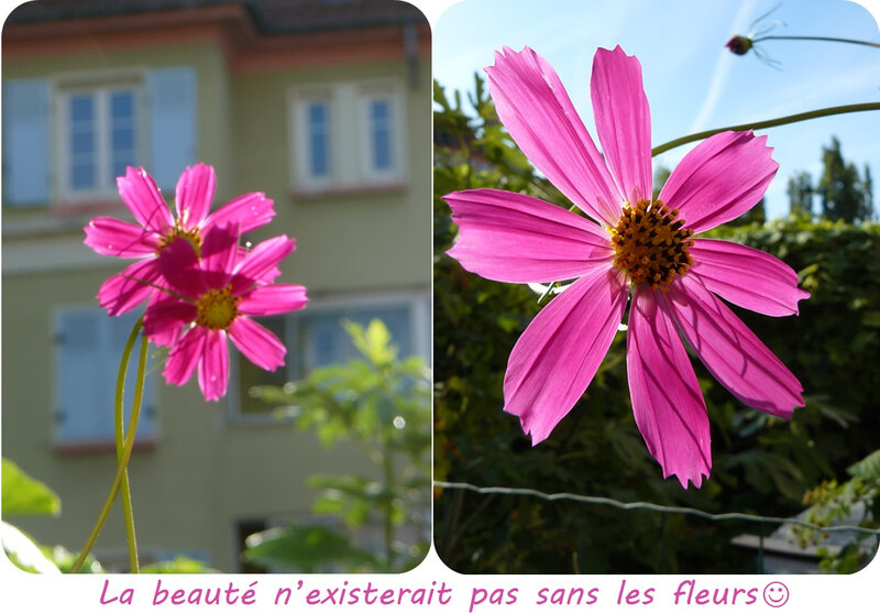 Quartier Drouot - Fleurs