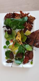 sortie nature 11 01 24 (33)