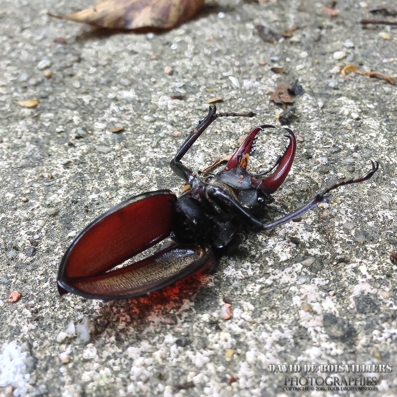 Lucane (Lucanus cervus)