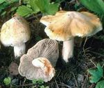 Inocybe de patouillard4