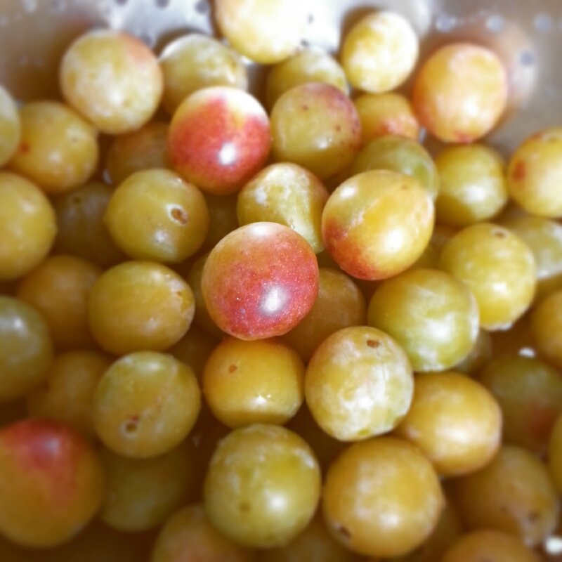 mirabelles belles et jûteuses