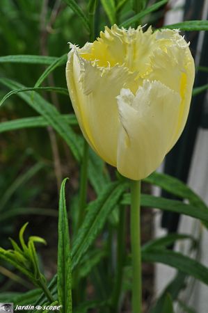 Tulipe-perroquet-jaune