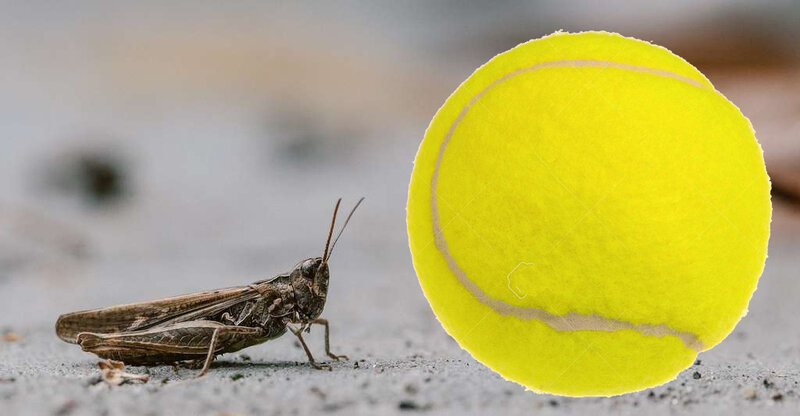 criquet-balle de tennis