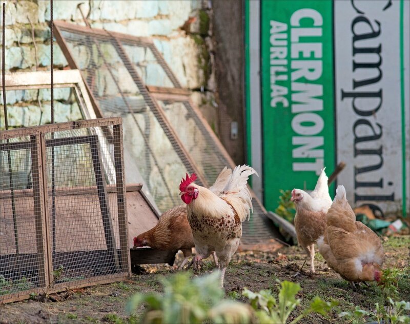 ville poules pancartes Clermont 3 060217