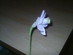 fleur_bouquet