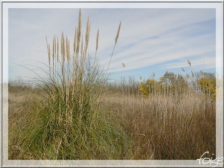 garrigue_autour_de_l__tang_00