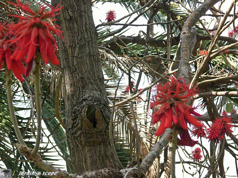 9086-Erythrina-abyssinica