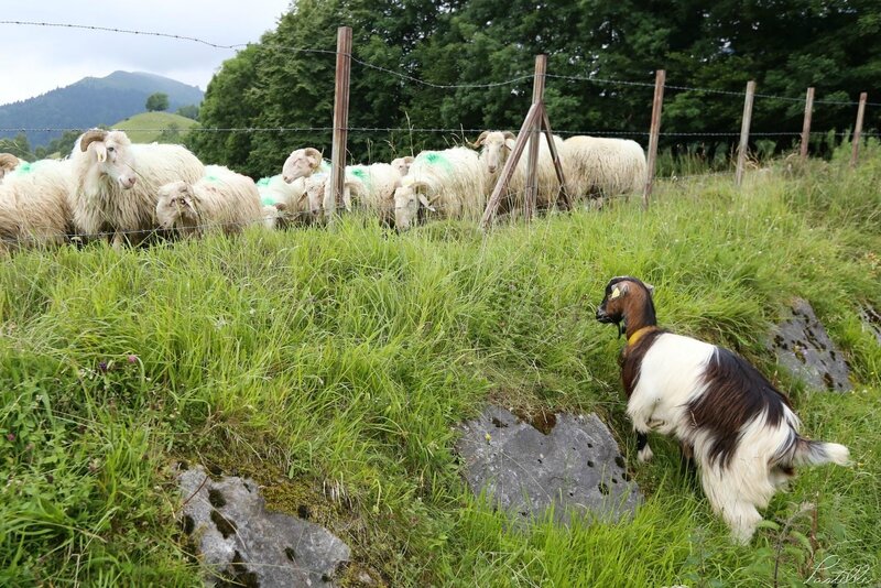 Transhumance_A99A4346